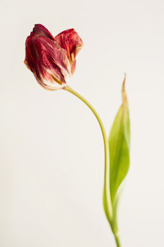 Elegant dried tulip with textured red petals and long stem