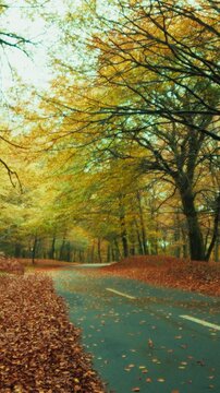 Falling Leaves on a Mountain Road in Autumn