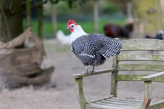 A striking black and white barred braekel chicken with a red comb perches on an old wooden chair armrest in a rustic outdoor setting, observed by other farm birds in the soft-focus background.