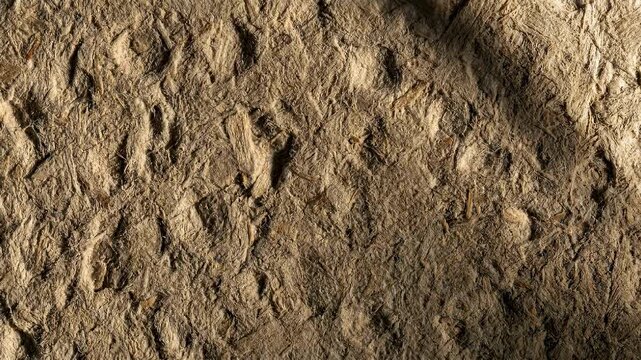 Pressed Paper Pulp Texture with Raking Light