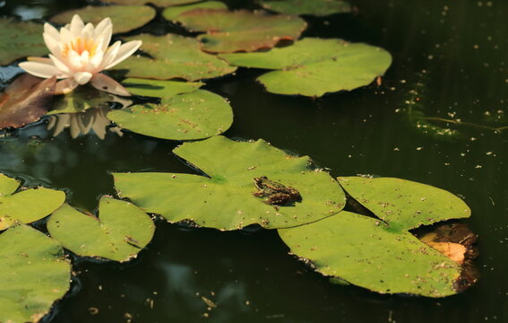 Green frog sitting on a water lily leaf in a garden pond