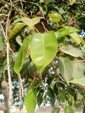 Green banyan tree leaves close up photo. Features vibrant fresh foliage hanging from branches under natural sunlight. Ideal for environmental, botany, and ecology themes.