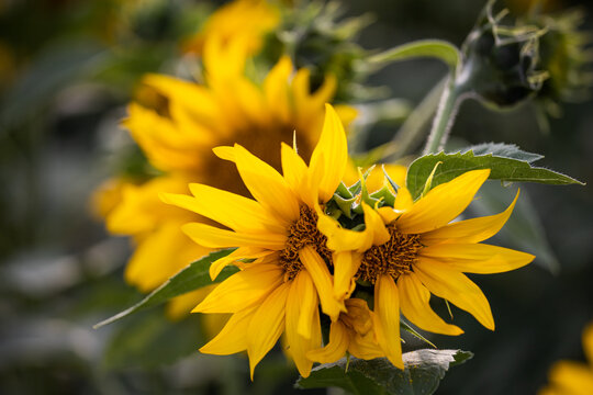 Morphological anomaly of sunflower plant development. Mutated sunflower flower. Genetic modification and pollution. Selection. Genetic engineering.