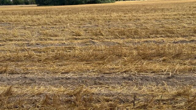 Harvested wheat field with golden straw stubble covering the ground, agricultural landscape after harvest, farming, rural countryside, autumn season