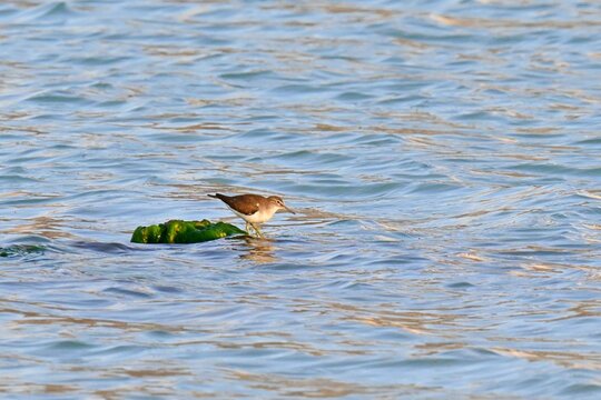 A moorhen, Actitis hypoleucos , perched on a weed-covered rock amidst the waves