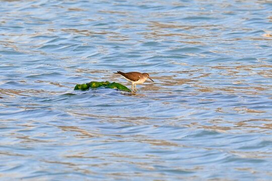 A moorhen, Actitis hypoleucos , perched on a weed-covered rock amidst the waves