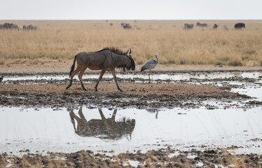 Naklejka premium Blue Wildebeest and a blue crane at a waterhole in Etosha National Park, Namibia, Africa