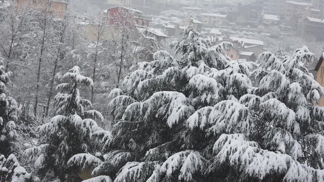 Heavy snow falling over a forest of pine trees