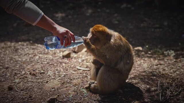 Wild Barbary macaque drinking water from a bottle in Ifrane National Park, Morocco