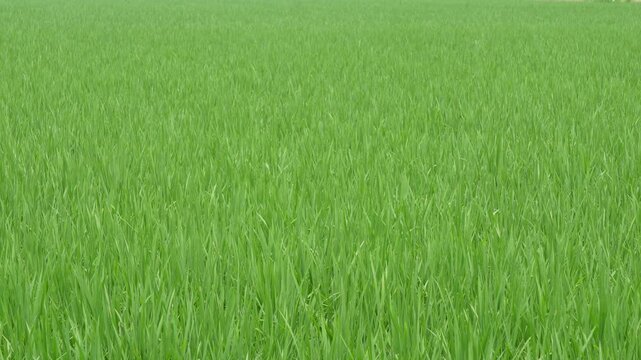 Young rice paddy plants growing in a lush green field