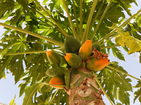 Papaya