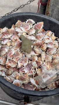 Crown conch