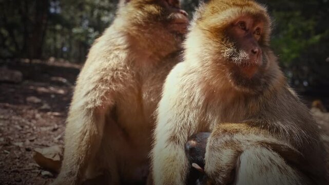 Wild Barbary macaques in Ifrane National Park, Morocco