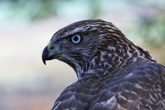 Close-up profile of a hawk with a piercing eye, sharp hooked beak, and detailed plumage against soft blurred nature background.