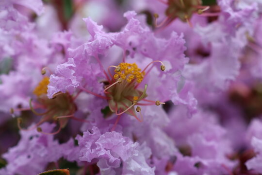 Close-up of pink crape myrtle flowers