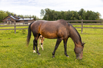 Obraz premium Tiny one month-old cream foal peaking curiously under brown mare grazing in field during a grey summer afternoon, Pont-Rouge, Quebec, Canada