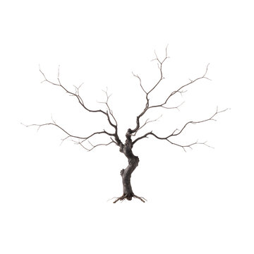 A leafless twisted dark tree branch silhouette isolated on transparent background