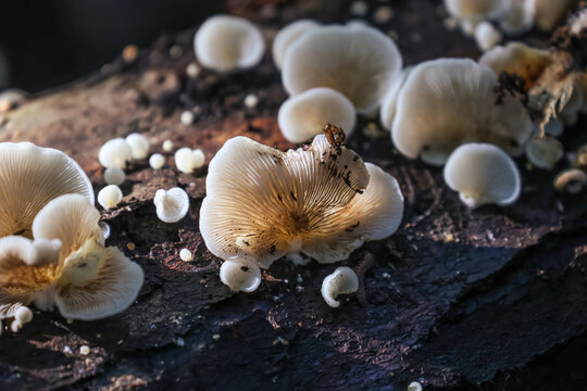 The elastic oysterling (Panellus mitis) is a tiny, shell-shaped fungus with a stretchy, peelable cap skin and a mild, fruity smell.