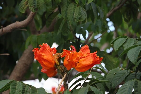 Flower of the royal poinciana or silk floss tree.tulip tree flowers (Liriodendron tulipifera)
