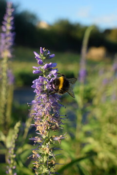 bumblebee on a flower