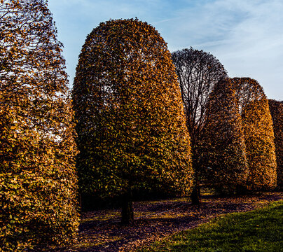 alignement d'arbres dans une p&eacute;pini&egrave;re   en fin d &eacute;t&eacute;  , arbres taill&eacute;s , feuilles dor&eacute;es , jaunes , esth&eacute;tique , graphisme , nature , beaut&eacute; , portrait d'arbres , nature , climat , r&eacute;chauffement 