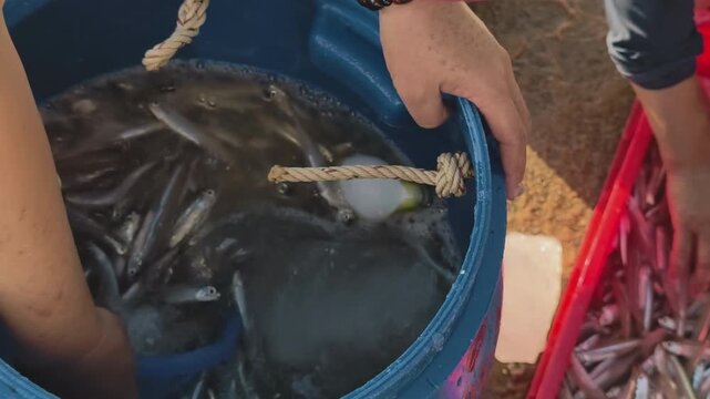 Shallow depth of field documentary shot of a local worker lifting a basket of fresh small silver fish from a blue barrel at a busy coastal morning market, Vietnam