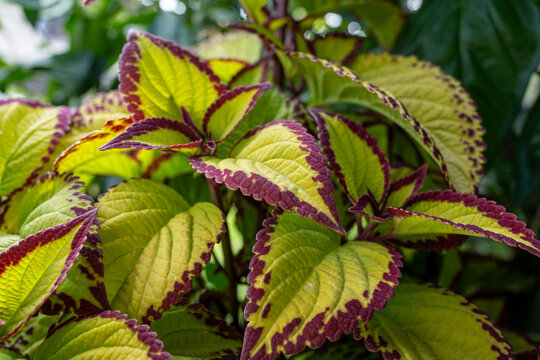 Close up view of colorful coleus leaves (Plectranthus scutellarioides) with red margins in garden