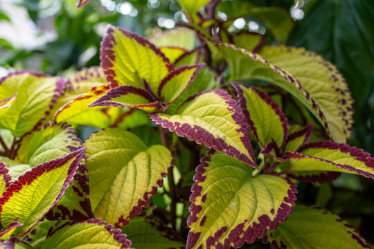 Close up view of colorful coleus leaves (Plectranthus scutellarioides) with red margins in garden