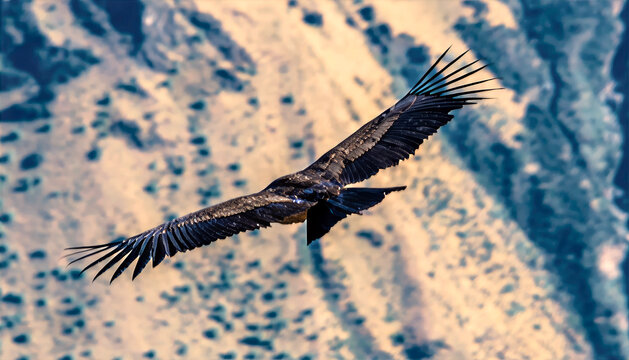 A close up view of a young  Andean condor flying away at the Condor cross viewpoint in the Colca Canyon region in southern Peru in the early morning
