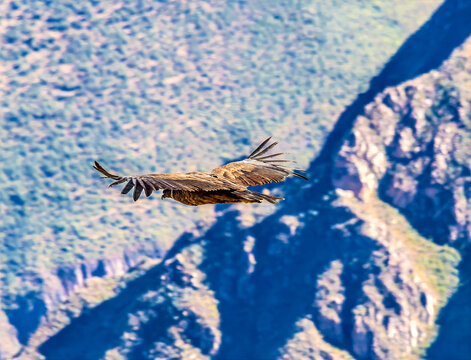 A view of a young  Andean condor in horizontal flight at the Condor cross viewpoint in the Colca Canyon region in southern Peru in the early morning