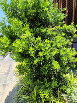Podocarpus polystachyus has light and dark green, elongated, paddle-shaped mature leaves, evergreen. Podocarpus macrophyllus is commonly grown in Japanese-style gardens. Jati Laut, Podo Laut, Sentada
