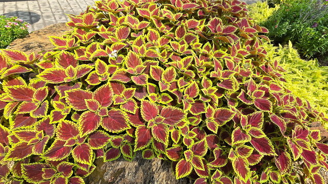 Coleus, with its deep red, serrated leaves and bright yellowish-green edges, is planted in center near large rock. Other beautiful ornamental plants surround it, such as ferns and Summer Snapdragons.
