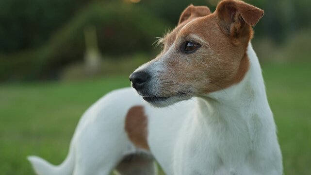 Jack Russell terrier dog standing on green field and sniffing the air outdoors