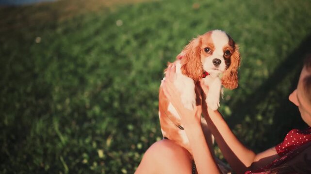 Royal spaniel breed puppy held aloft in a sunny meadow