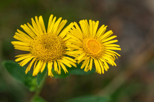 Close-up of two bright yellow Inula britannica (meadow fleabane) wildflowers blooming in the summer meadow.
