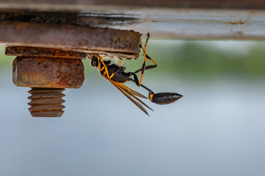 Macro shot of a black and yellow mud dauber wasp (Sceliphron caementarium) clinging to a rusty bolt.