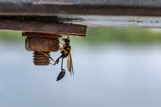 Macro shot of a black and yellow mud dauber wasp (Sceliphron caementarium) clinging to a rusty bolt.