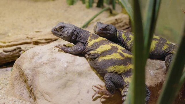 Two Sudan Plated Lizards Resting on Rock