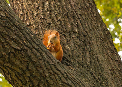 Eurasian red squirrel sitting in a tree fork and eating a nut while looking at the camera.