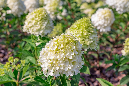 Beautiful field of white panicled hydrangea (Hydrangea paniculata) bushes blooming in a summer garden.