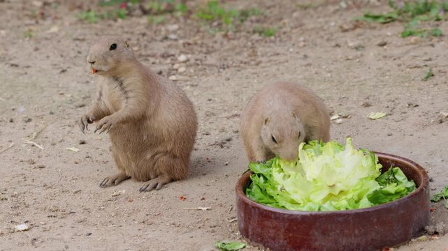 Two Black-Tailed Prairie Dogs Eating Lettuce from Bowl