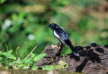 Fototapeta premium The Oriental magpie-robin (Copsychus saularis) is a small passerine bird considered an Old World flycatcher. 