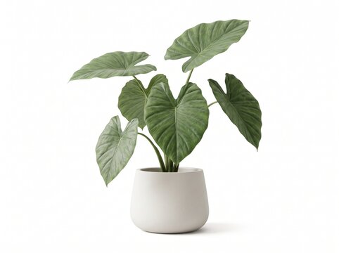 Alocasia elephant ear plant in white ceramic pot isolated on white bac