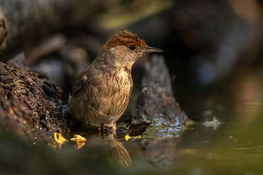Eurasian blackcap