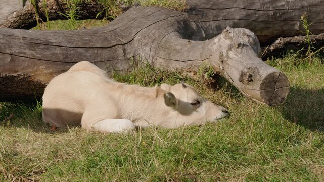 Unidentified Calf Resting on Grass Beside Fallen Log