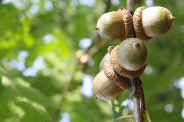 acorns on an oak branch, green fresh leaves and green acorns on a tree branch against a blue sky background © Iryna