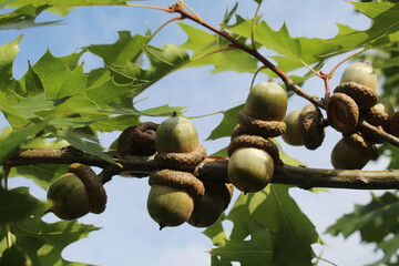 acorns on an oak branch, green fresh leaves and green acorns on a tree branch against a blue sky background © Iryna