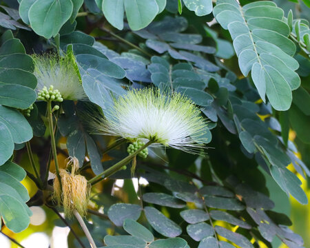 Detailed view of a blooming Siris flower surrounded by rich green tree leaves and unopened floral buds.