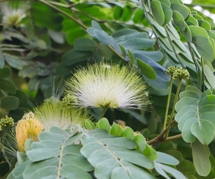 A fluffy white Siris tree blossom blooming naturally outdoors with lush green leaves framing the scene.
