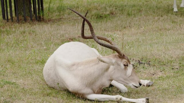 Addax Antelope Resting on Grass with Twisted Horns